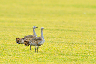 Great Bustards, Salisbury Plain, Wiltshire, Endangered, Gin, Downton