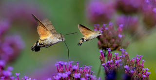 Hawk Moth, Verbenna, Downton Distillery, Plant, Salisbury, Downton