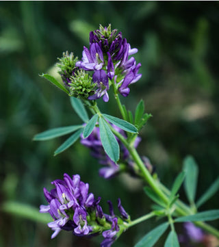 alfalfa, lucerne, Great Bustard Gin, Bustard, Diet, Healthy, Downton Distillery