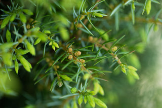 Juniper Communis, Female Cones on branches, Downton Distillery, Wiltshire