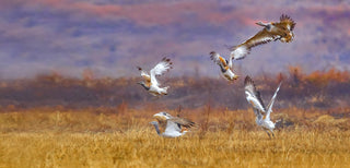 Great Bustards on salisbury Plain