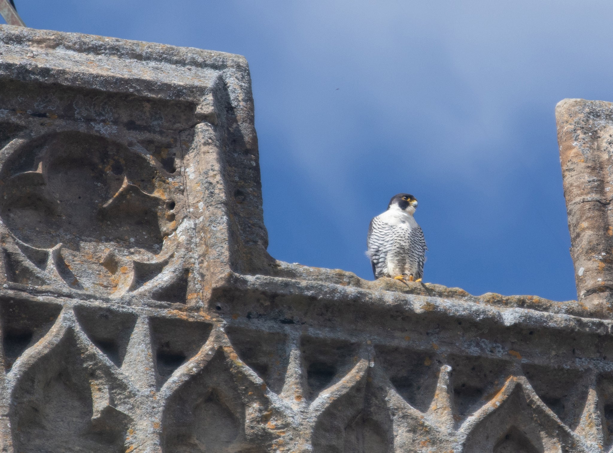 The Peregrines of Salisbury Cathedral