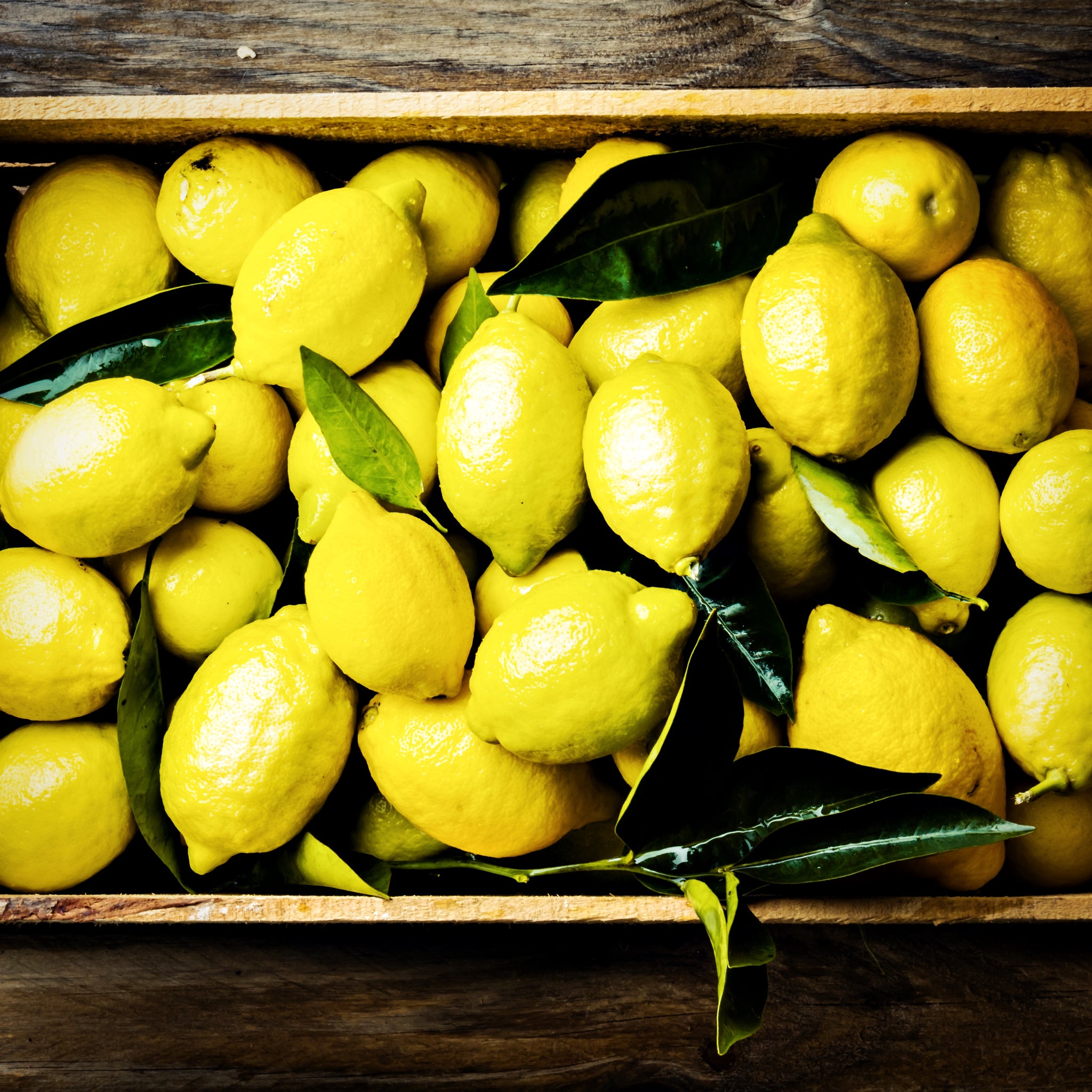 Silician Lemons
