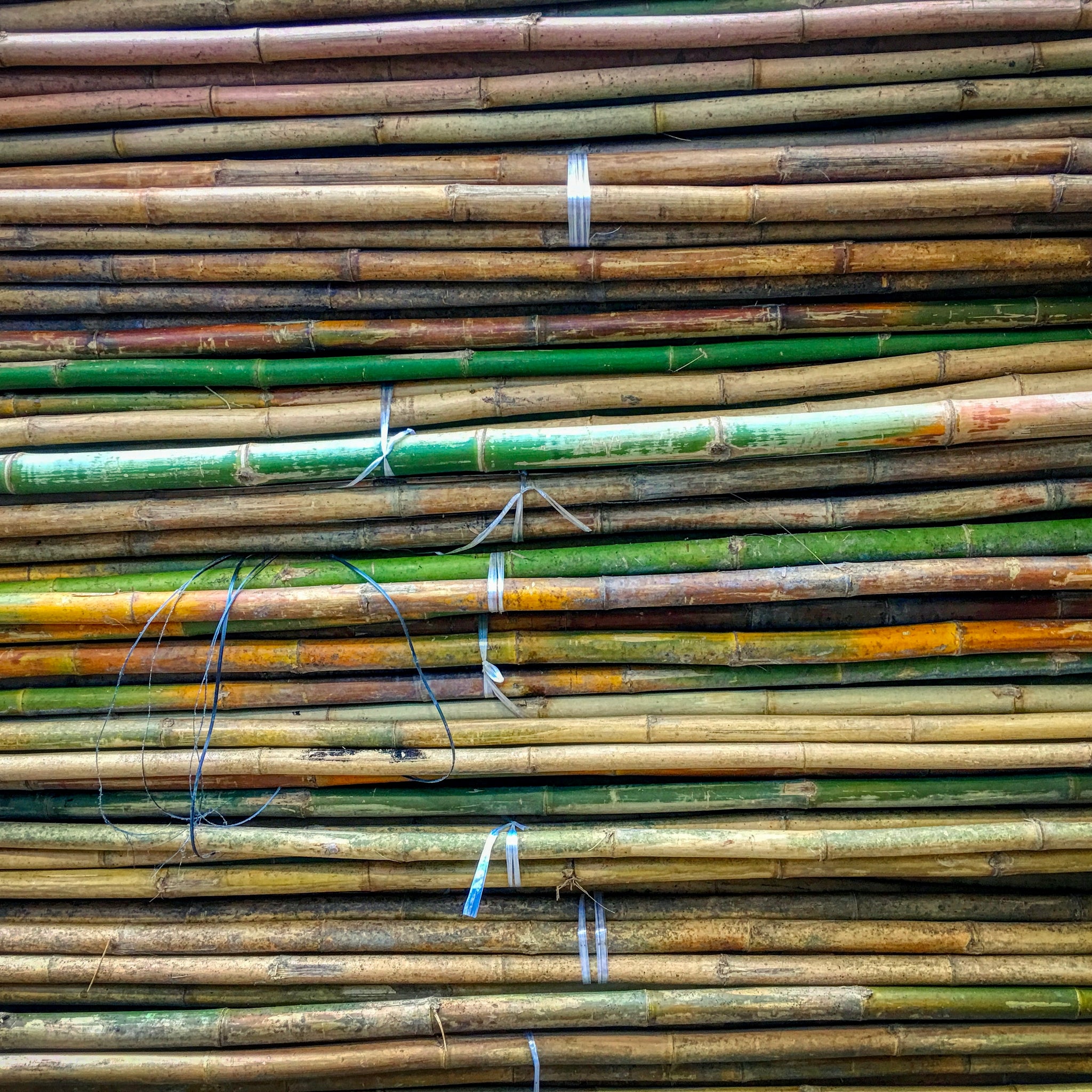 Cut sugar cane waiting to be processed