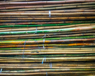 Cut sugar cane waiting to be processed