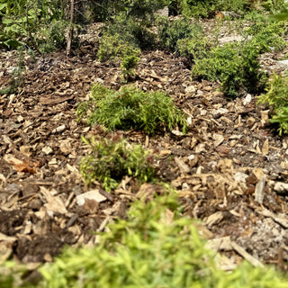 Conservation | A New Grove Grows at the Distillery - Downton Distillery UK