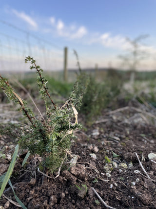 Conservation - Rewilding Juniper - Downton Distillery UK