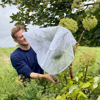 Distillery Garden | Harvesting Angelica Seed - Downton Distillery UK