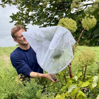 Distillery Garden | Harvesting Angelica Seed - Downton Distillery UK