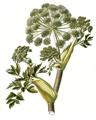 Distillery Plants | Angelica and its uses in Herbal Medicine - Downton Distillery UK