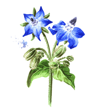 Distillery Plants | Borage and its uses in Herbal Medicine - Downton Distillery UK