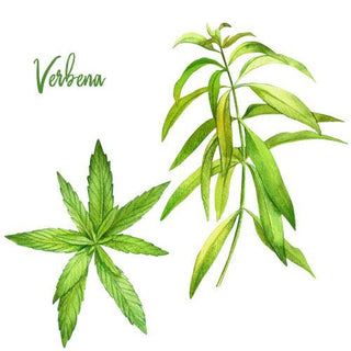 Distillery Plants | Lemon Verbena. Bright, Wild, and Wonderfully Aromatic - Downton Distillery UK