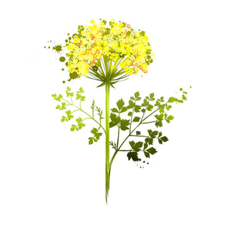 Distillery Plants | Lovage and its uses in Herbal Medicine - Downton Distillery UK