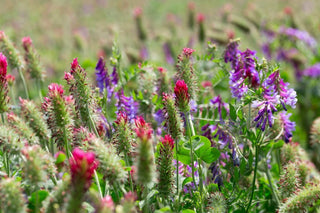 Distillery Plants | Lucerne and Red Clover: The Botanicals Behind Great Bustard Gin - Downton Distillery UK