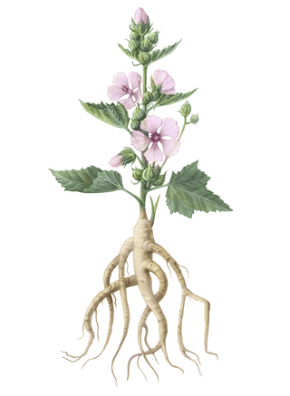 Distillery Plants | Marshmallow | Althae Officinalis - Downton Distillery UK