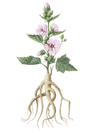 Distillery Plants | Marshmallow and its uses in Herbal Medicine - Downton Distillery UK