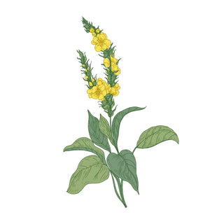 Distillery Plants | Mullein a Botanical Powerhouse - Downton Distillery UK