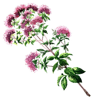 Distillery Plants | Oregano and its uses in Herbal Medicine - Downton Distillery UK