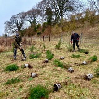 Distillery Plants | Planting new Grove. - Downton Distillery UK