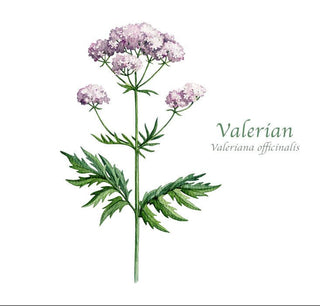 Distillery Plants | Valerian and its uses in Herbal Medicine - Downton Distillery UK