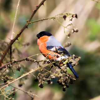 Fall of Bird Song - Downton Distillery UK