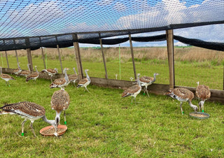 German Rearing Method Strengthens Great Bustard Recovery - Downton Distillery UK