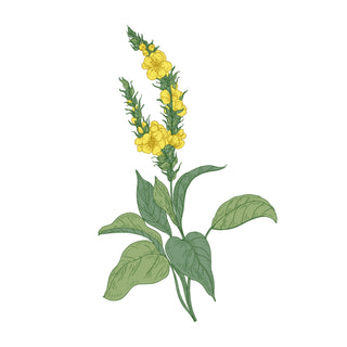 Mullein, More Than a Weed, a Botanical Powerhouse - Downton Distillery UK