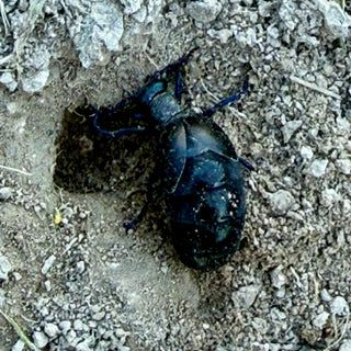 Rare Rugged Oil Beetle - Downton Distillery UK