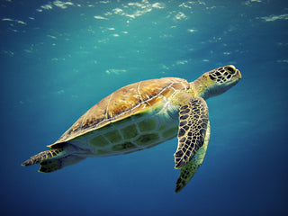 The Master Mariner - Downton Distillery UK