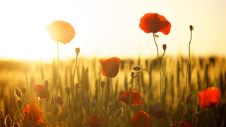 The Sunlit Picture of Hell - Downton Distillery UK