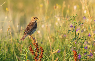 Wildlife on the Downs | Where Conservation Meets Craft - Downton Distillery UK
