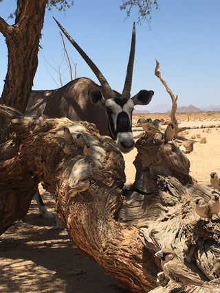 Oryx with long horns behind a large tree against a blue sky.