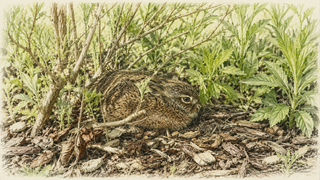 baby hare sat under some wormwood a Downton distillery