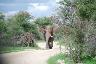 Elephant walking on a dirt path surrounded by greenery. Etosha National Park, Namibia.