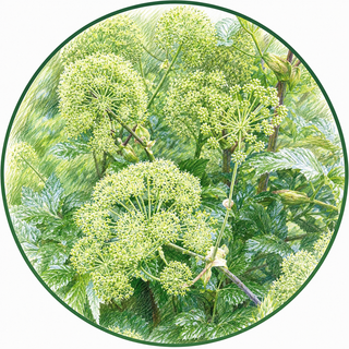 Close-up of green umbelliferous flowers with a white background