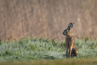 A brown and gray hare sitting alertly in a grassy field with a soft-focus tan reed background.