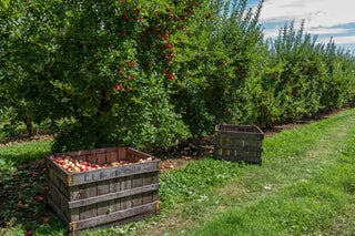 Apples, Orchard, Wiltshire, Dorset, Harvest, Sustainable Spirits