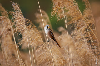 A small bird perched on a stem among tall golden reeds in a natural outdoor setting.