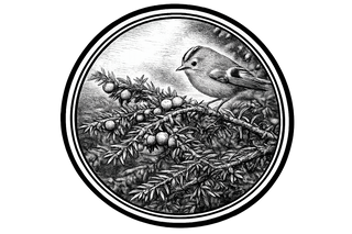 Black and white illustration of a bird on a branch with berries