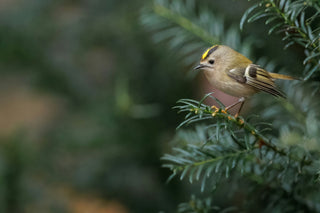 A small golden-cheeked warbler perched on a conifer branch, with soft green foliage and a blurred natural background.