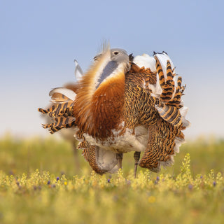 Great Bustard, Lek, Courtship, Squabble, Male, Salisbury Plain, Wiltshire, Conservation