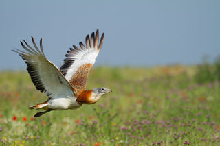 Bird in flight over a grassy field with a clear sky