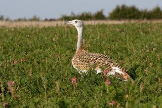 Great Bustards, Salisbury Plain, Wiltshire, Endangered, Gin, Downton