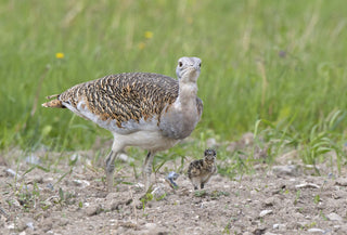 Great Bustard and Chicks, Conservation, Wiltshire, David waters