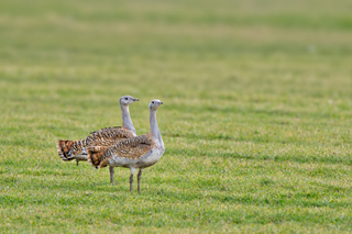 Two large brown and gray birds standing on a green grassy field.