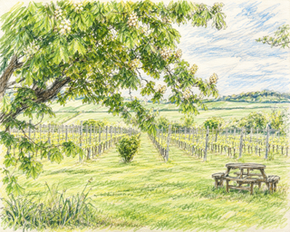 Vineyard scene with a picnic table under a tree