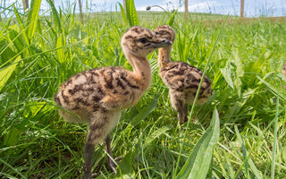 Great Bustard Chicks, Conservation, Wiltshire, 