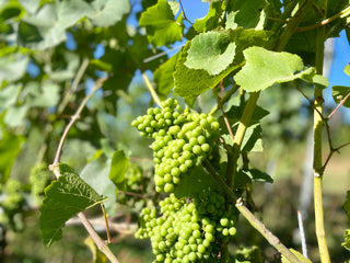 Chardonnay, Grape, Vodka, Vines, Downton Distillery, Wiltshire