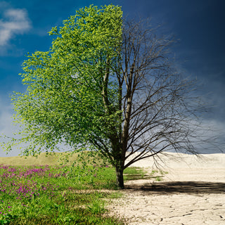 Climate change, one half with green leaves and the other bare, in a field with purple flowers under a blue sky.