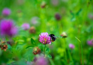 A bee with red tail, on a ink flower head with a green background.